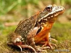 吉林干皮化妆水排行榜(适合干皮的水)