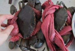 防伪线绳品牌排行榜大全(防伪线怎么做出来的)