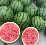 西瓜种子 品牌排名榜图片