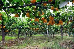 济南梨子专用肥品牌排行榜(济南梨子专用肥品牌排行榜前十)