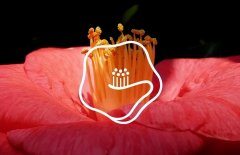 美妆品牌排行榜logo(美妆品牌排行榜数据)