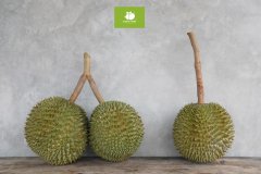 泰国的榴莲品牌排行榜(泰国好的榴莲品牌)