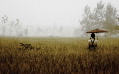 绿色溪谷品牌排行榜(绿色溪谷是假进口品牌)