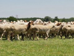 羊奶皂品牌排行榜(山羊奶皂什么牌子好)