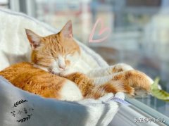 黄油桶品牌排行榜(好的黄油牌子)