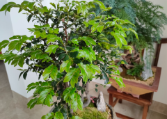 花木追肥工具品牌排行榜(花木肥料怎么用)