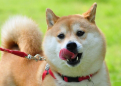 犬粮 品牌排行榜