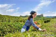 旺苍黄茶品牌排行榜(旺苍黄金茶多少钱一斤)