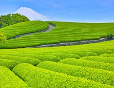 国外竹子品牌排行榜(外国竹子用途)